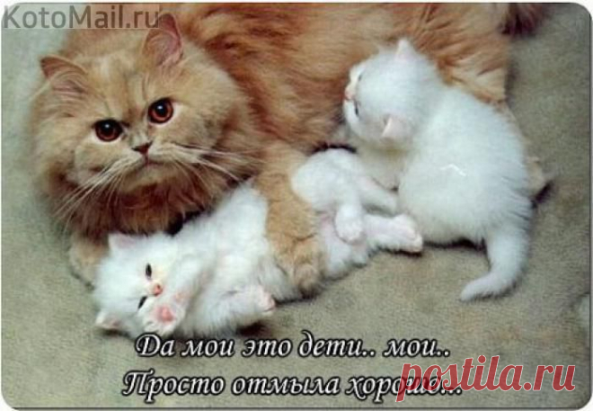 Ляля-очарование | KotoMail.ru