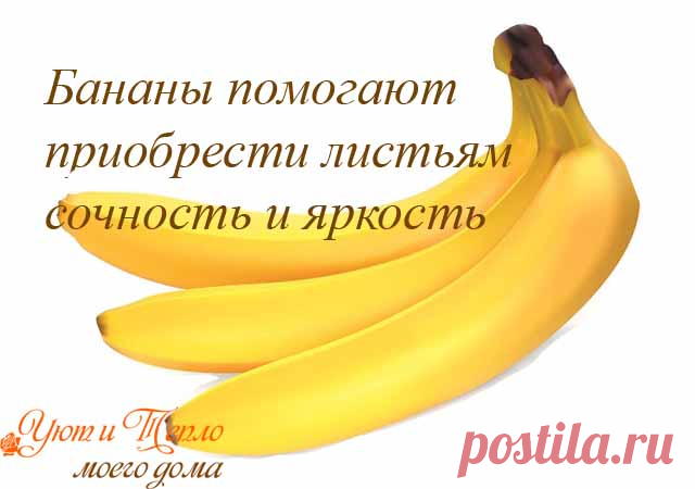 Простой секрет роскошного комнатного цветника