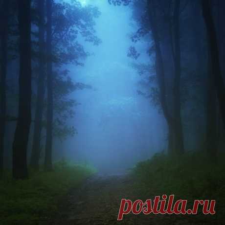 Сказочный лес
