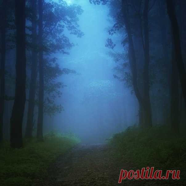 Сказочный лес