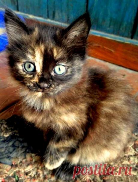 Прикольных котов пост - ЯПлакалъ