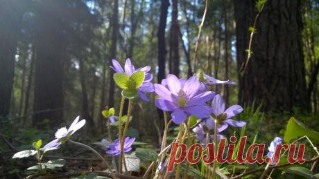 Hepatica nobilis, spring flower - Clickasnap - The world's largest, free to use, paid per view, image sharing platform