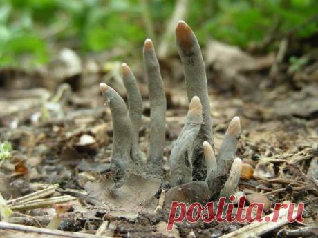 Самые жуткие растения планеты