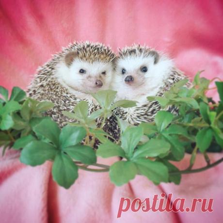 Знакомьтесь, ежик, любящий приключения, по кличке Азуки