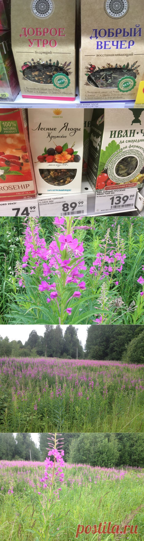 Сначала все забыли &quot;Иван-чай&quot;. Теперь пытаются вспомнить, но уже поздно | Есть время под луной | Яндекс Дзен