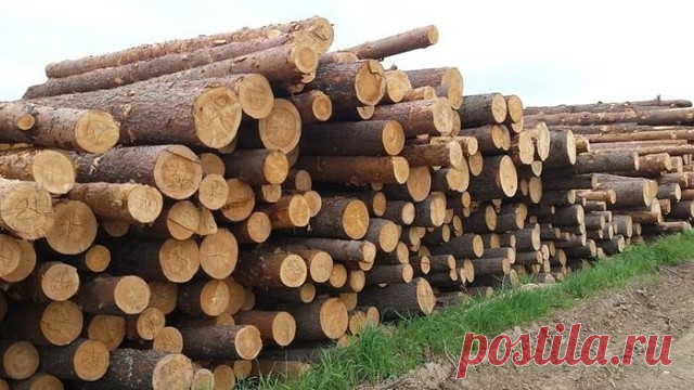 А ВЫ ЗНАЛИ, ЧТО КАЖДОМУ РОССИЯНИНУ ПО ЗАКОНУ ПОЛАГАЕТСЯ 150 КУБОВ ЛЕСА БЕСПЛАТНО?
