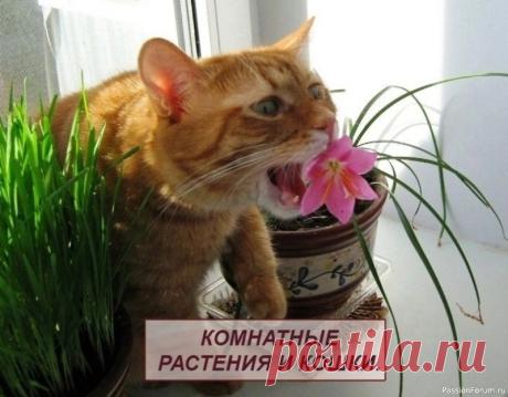 Кошки и комнатные растения