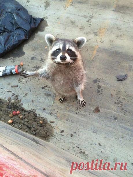 20 милейших енотов, которые никого не оставят равнодушными / Питомцы