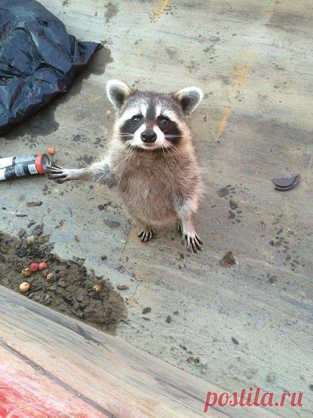 20 милейших енотов, которые никого не оставят равнодушными / Питомцы