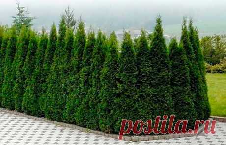 Очень простой способ размножения туи