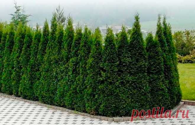 Очень простой способ размножения туи