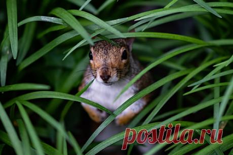 Грызуны оказались опасными переносчиками неизвестных науке коронавирусов. Ученые Принстонского университета выяснили, что современные грызуны могут служить естественным резервуаром для еще не открытых SARS-подобных вирусов, способных вызывать острые респираторные заболевания у человека. Среди этих животных наблюдается высокое разнообразие участков ACE2, с которыми связывается коронавирус.