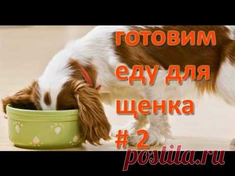Моя собака. Готовим еду для щенка. Как сварить правильную кашу.