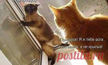 Одинокая женщина не может познакомиться. Классические ошибки! » Вольный Журналист - Новости, аналитика, публицистика, дискуссии.