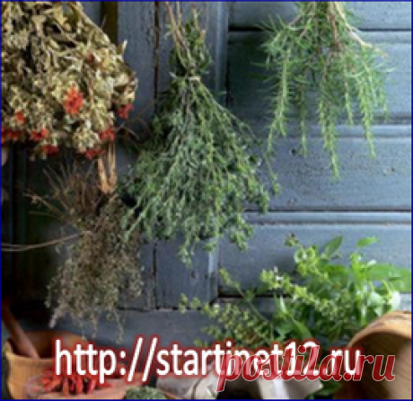 Сорняки на даче — лучшие целебные лекарственные растения!