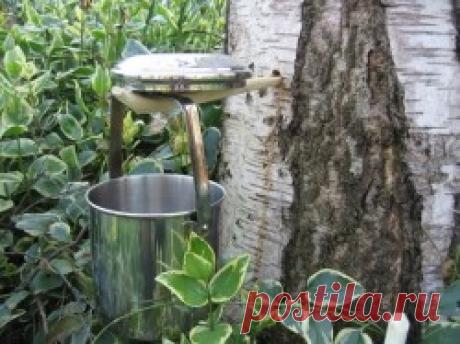 Как собирать березовый сок....