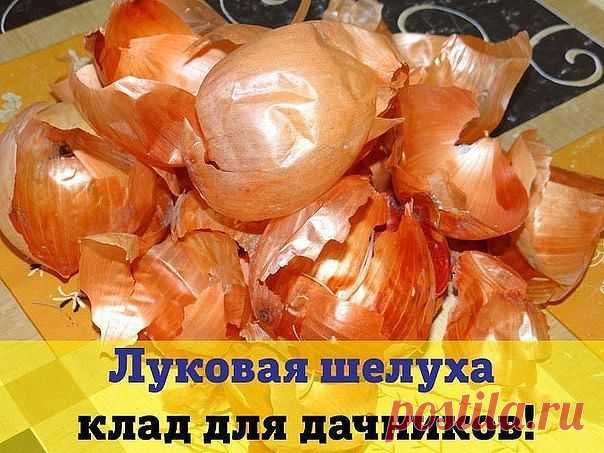 Луковая шелуха - клад для дачника | Моё хобби