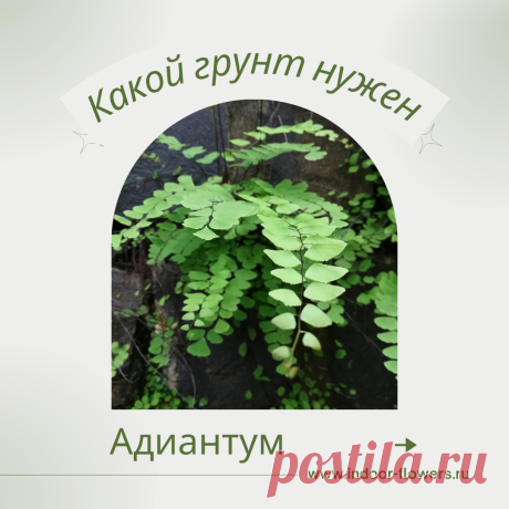 Адиантум. Какой грунт нужен? Интересуетесь Адиантум. Какой грунт нужен? ? Узнайте о разнообразных представителях этого вида, их уникальных особенностях и преимуществах. Получите полезные советы по уходу за Адиантум. Какой грунт нужен? в домашних условиях, включая требования к освещению, поливу, температуре и влажности.