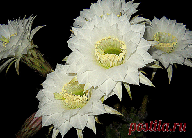 Echinopsis veraniegas           Este echinopsis que en verano estuvo lleno de flores  , se puso horrendo en este otoño invierno...casi amarillo por completo estuve a punto de darlo por perdido...por suerte el calorcito confuso que vino estos días logró recomponerlo y parece que se salvará!! Me alegro porque me estoy quedando con pocos ejemplares de flores blancas