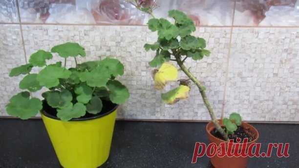 ГЕРАНЬ НЕ ВЫБРАСЫВАЕМ!! ПРЕВРАТИМ В РОСКОШНЫЙ КУСТ