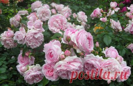 Розы для Подмосковья