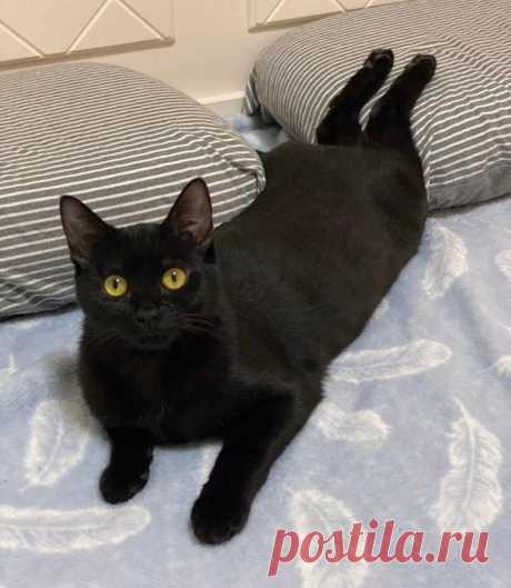 16 кошек, которые ведут себя неправильно, но эта дурашливость им только к лицу