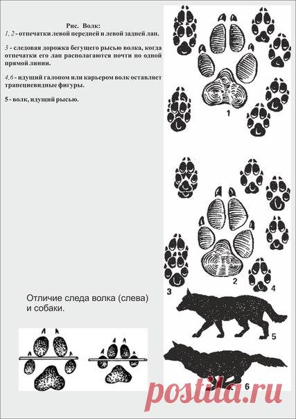 СЛЕДЫ ЖИВОТНЫХ. СОБАКА ВОЛК ЛИСА