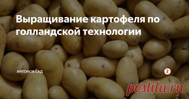 Выращивание картофеля по голландской технологии Одной из наиболее популярных овощных культур, которой обязательно отводится свое место, буквально на каждом огороде, является картофель. Картофель по праву считается вторым хлебом, без него в наше время не обходится в буквальном смысле ни одно блюдо.
Для того чтобы получить максимум урожая с единицы площади огородники используют различные агроприемы, я же довольно давно и успешно выращиваю на свое