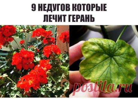 Пеларгония домашняя (герань) — растение, которое раньше считали цветком аристократов. Ее восхитительные пышные цветы и яркий окрас станут украшением любого жилища.
 
Но герань — это не просто красивый цветок. Ее лечебные свойства сложно переоценить.  Обрати внимание, что все без исключения виды герани обладают целебными свойствами.
Лечение геранью
Для лечения кашля на литр воды возьми 25 г листьев пеларгонии и прокипяти их в течение 10 минут. Полощи этой жидкостью горло, и...