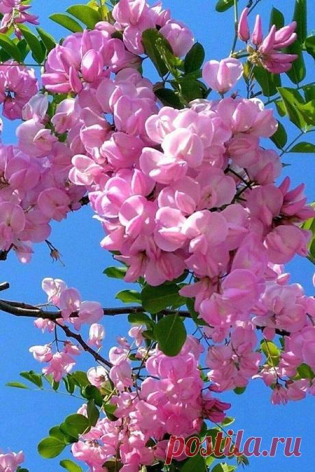 Японцы говорят: &quot;Не учи Судьбу плохому&quot;
Мечтайте о Хорошем.
Хорошего Весеннего настроения...🌺