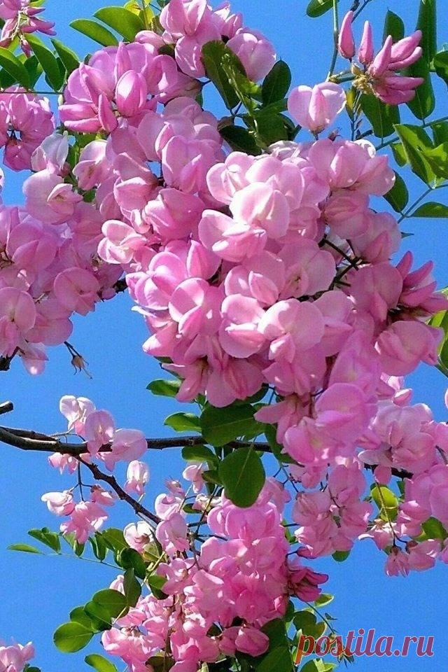 Японцы говорят: "Не учи Судьбу плохому"
Мечтайте о Хорошем.
Хорошего Весеннего настроения...🌺