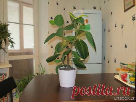 Как размножить фикус черенками в домашних условиях | Expertoza