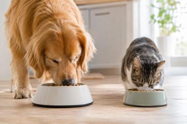 🐶🐱 Правильное питание — одна из основ здоровья домашнего питомца. Важно не только выбрать подходящий корм, но и правильно определить порцию, учитывать лакомства, активность, возраст и физиологические особенности животного.

Разбираем 8 важных правил кормления собак и кошек, которые помогут избежать распространенных ошибок и внимательнее относиться к рациону питомца. 🥣❤️

#Питомцы #Собаки #Кошки #КормлениеЖивотных #ЗдоровьеПитомцев #Ветеринария #УходЗаЖивотными 
Изображение от ChatGPT