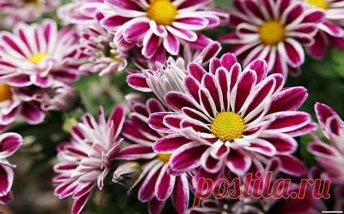 Flowers