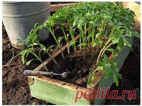 Одноклассники