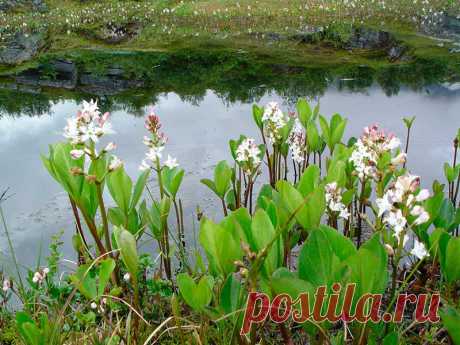 Лекарственное растение Вахта трехлистная (Menyanthes trifoliate). Многолетнее растение высотой 15—30 см. Главный стебель толстый, длинный, ползучий. Листья тройчатые (название), похожие на листья клевера, листочки цельнокрайние, обратнояйцевидные, длиной 4-7 см. Белые или красноватые цветки с венчиком в форме короткой воронки; концы лепестков с бородкой,отогнуты назад. Цветки собраны в прямостоячую плотную кисть. Плод шарообразный.