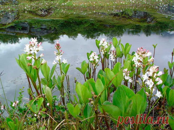 Лекарственное растение Вахта трехлистная (Menyanthes trifoliate). Многолетнее растение высотой 15—30 см. Главный стебель толстый, длинный, ползучий. Листья тройчатые (название), похожие на листья клевера, листочки цельнокрайние, обратнояйцевидные, длиной 4-7 см. Белые или красноватые цветки с венчиком в форме короткой воронки; концы лепестков с бородкой,отогнуты назад.