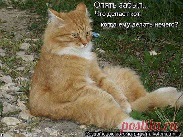 - Я согласна на твоё предложение купить мне новую шубу. - Моё?!!! - Твоё. - И как я дошел до мысли такой?! - Ты не дошёл. Ты вчера с ней приполз домой. - Вчера я был пьян и ничего не помню. - А жена тебе на что?! Чтобы напоминать. - Выпуск №2970