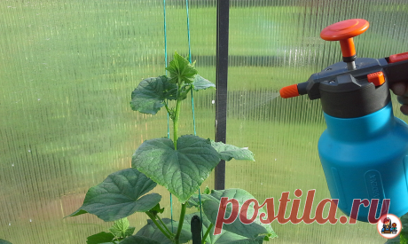 дрожжи. опрыскивание.