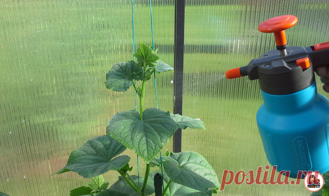 дрожжи. опрыскивание.