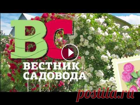 Укрытие роз на зиму: часть1 Мастер-класс Алексея Степанова по укрытию роз на зиму. См. также вторую часть этого мастер-класса: И - видеосеминар Алексея Степанова об укрытии штамб...