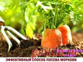 ЭФФЕКТИВНЫЙ СПОСОБ ПОСЕВА МОРКОВИ
****************
Прореживать морковь не нужно! 
Делается так: за 10-12 дней до посева семена моркови завязываем в тряпочку, посвободнее. 
Закапываем во влажную землю на штык лопаты. В течение этого срока из семян выветриваются эфирные масла, которые мешают семенам прорасти. 
По истечении указанного срока откапываем узелки с семенами из земли. Семена будут уже набухшие, крупные, почти проросшие. Высыпаем их в пиалу и припудрим обычным крахмалом. 
Семена перес
