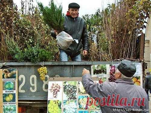 как правильно выбрать и посадить саженец
