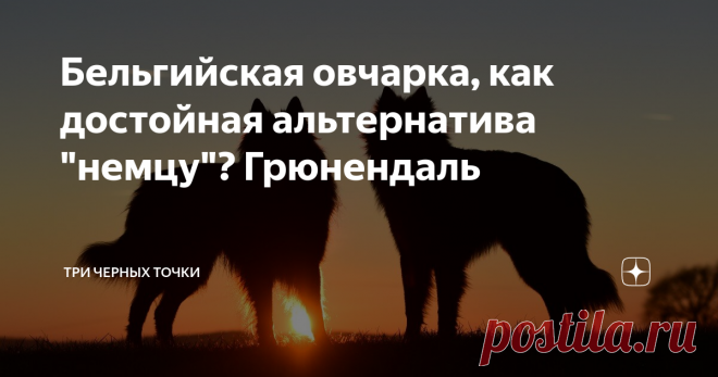Бельгийская овчарка, как достойная альтернатива 