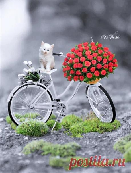 flower house – Google+