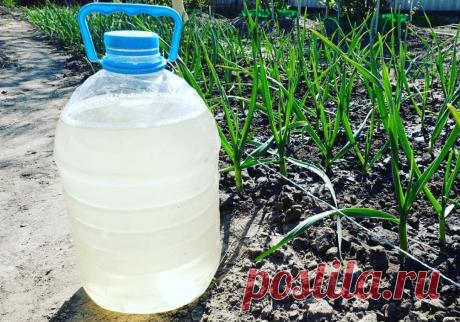 "Кефир и чеснок". Как кисломолочные продукты могут помочь вам добиться отменного урожая чеснока | Душой на даче | Яндекс Дзен