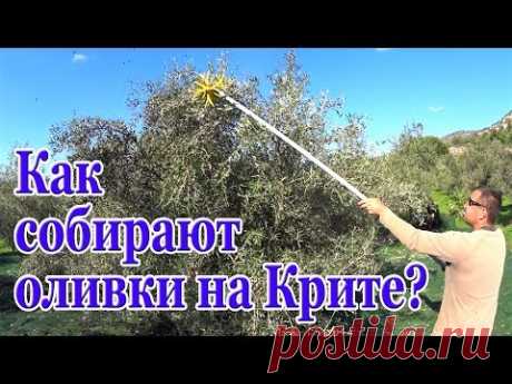 Греция Крит Сколько зарабатывают на сборе оливок Как собирают оливки