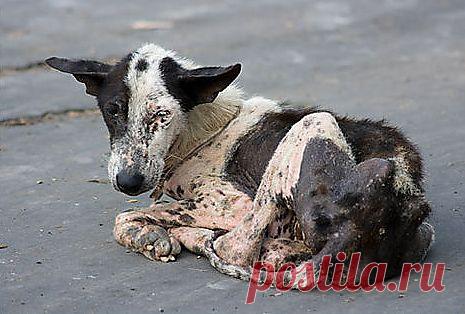 На асфальте сидит дворняга, В клочьях шерсть, и в глазах печаль, Солнце жжет, хочет пить бедняга… Но прохожим его не жаль.  ЛЮДИ-SOS!!!Где ваша доброта?Или вы хотите воспитать ЖЕСТОКОЕ ПОКОЛЕНИЕ?!Они ЖЕ СМОТРЯТ НА ЭТОТ УЖАС И БОЛЬ...и проходят мимо...у них нет сострадания!ВОТ ТАК ЖЕ И В СТАРОСТИ ВЫ БУДЕТЕ РАВНОДУШНЫ СВОИМ ДЕТЯМ!!!