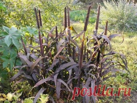 Декоративные злаки: 15 самых необычных видов