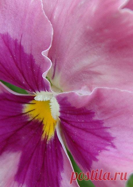 Pansy Flowers I discovered June 6 2009.  Pansy faces are just adorable!